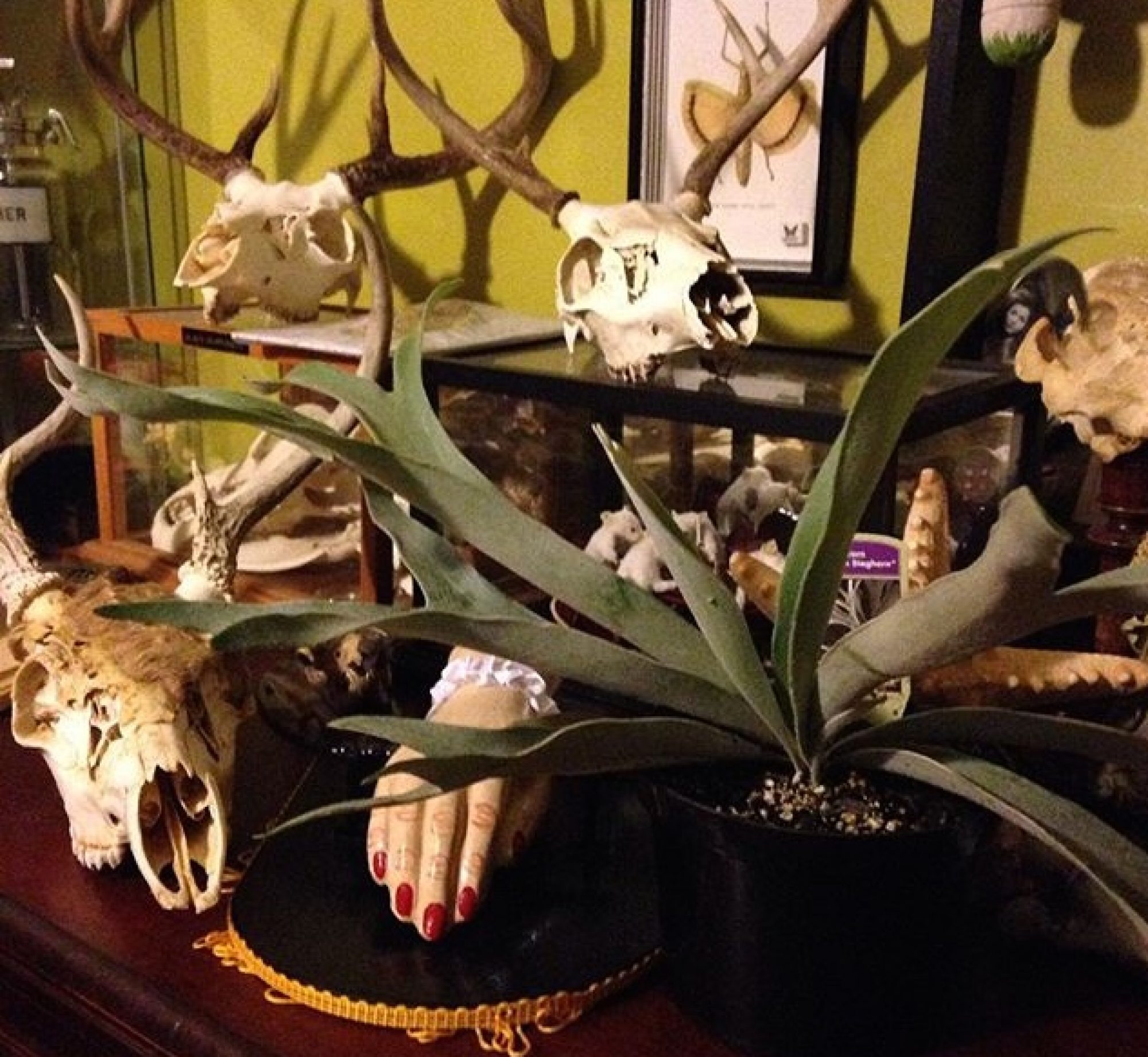 Staghorn House